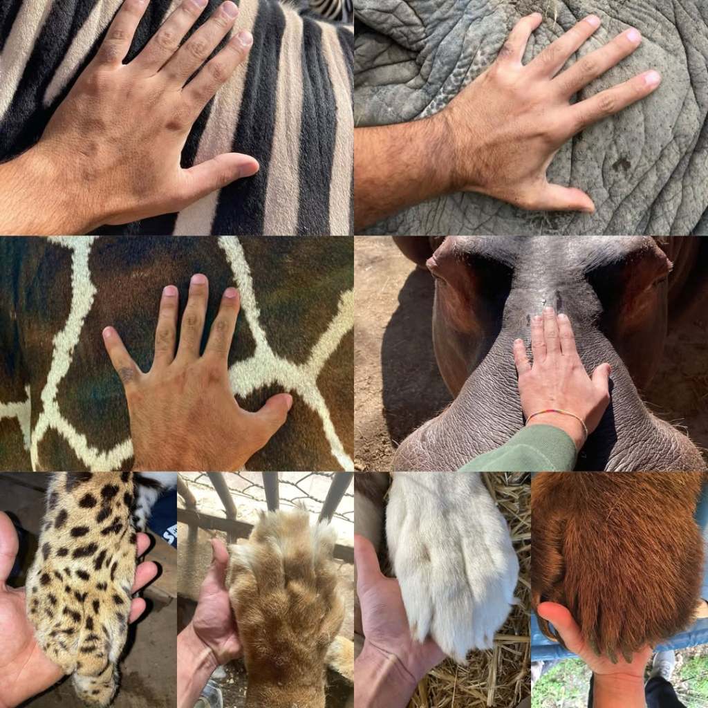 nino wild vet marciano animali esotici ()