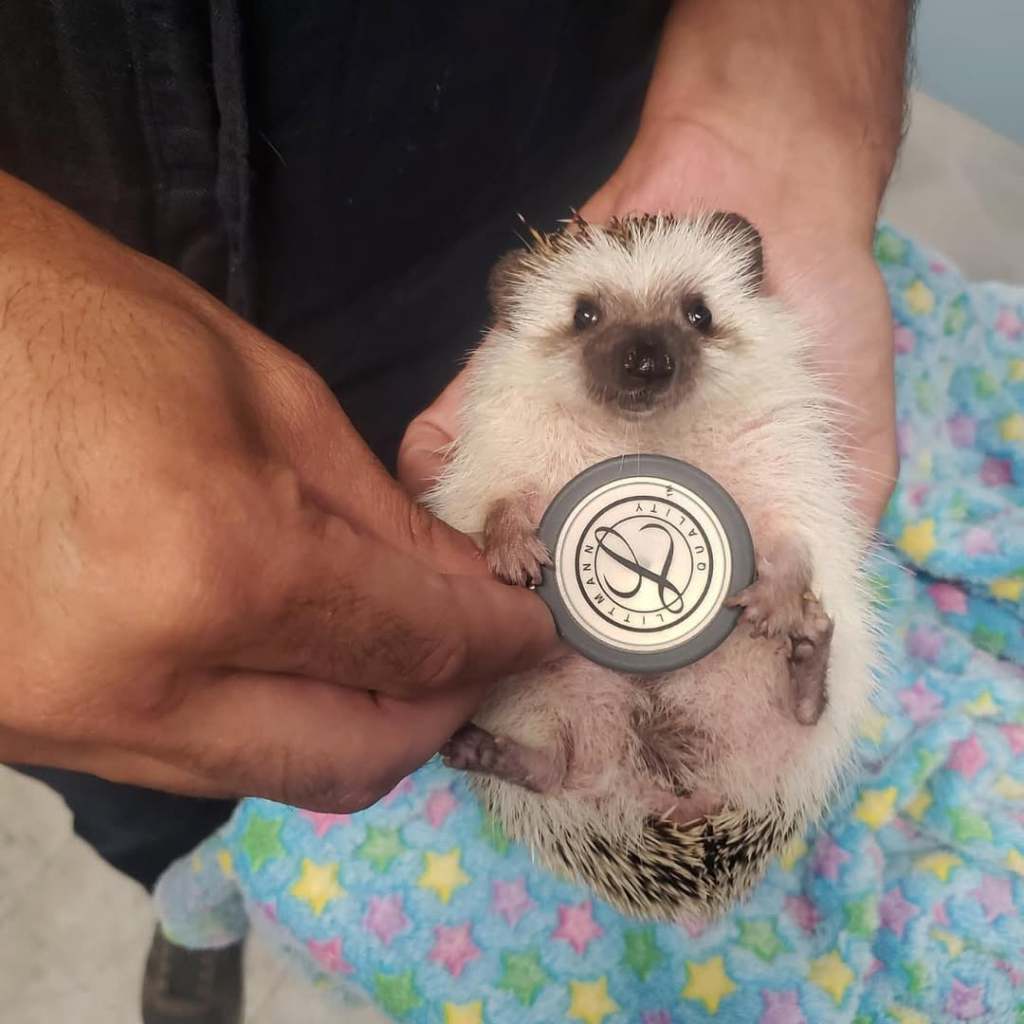 nino wild vet marciano animali esotici ()