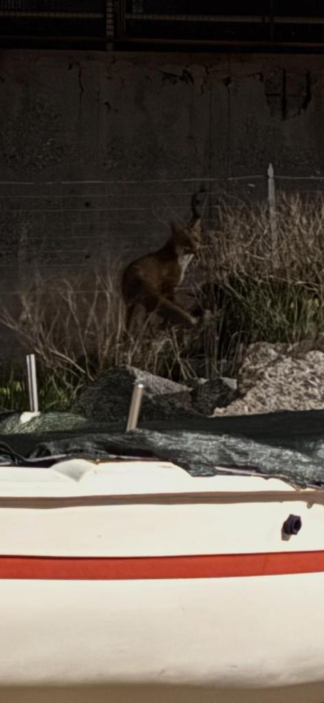 volpe reggio calabria ()