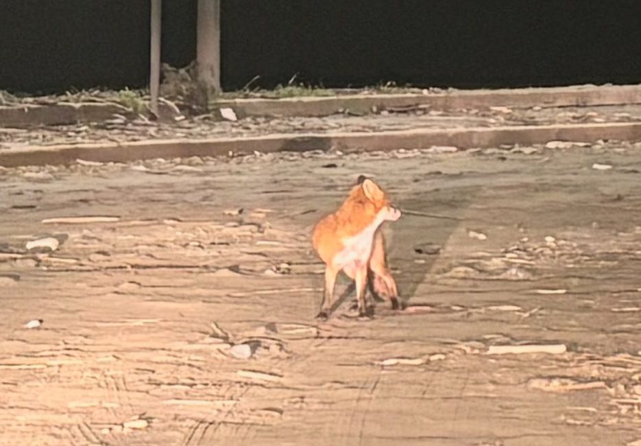 volpe reggio calabria
