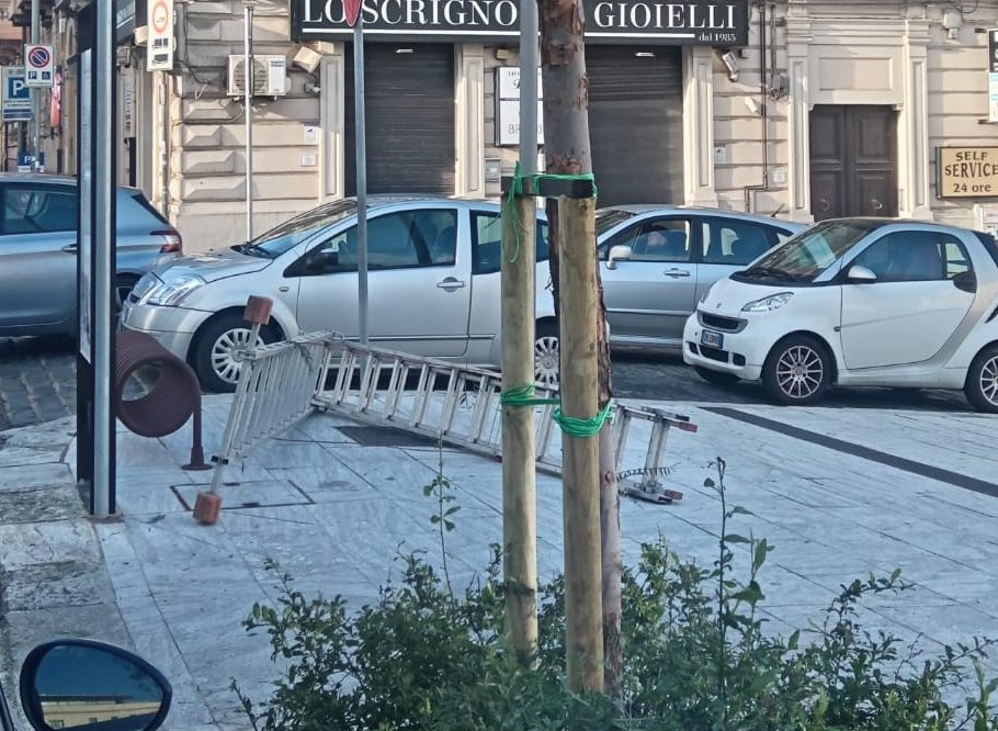 alberi piazza de nava ()