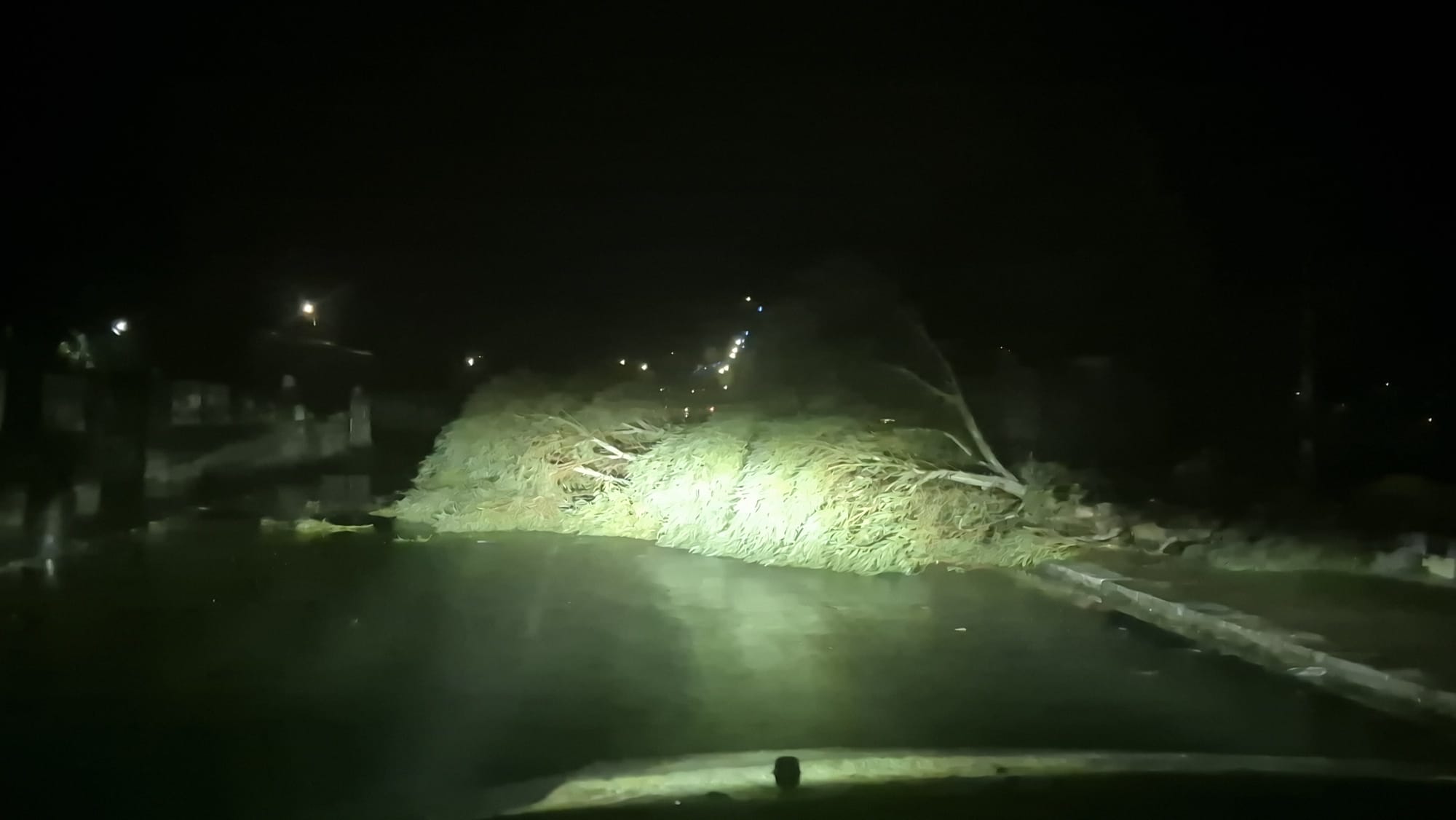 albero caduto lungomare gallico