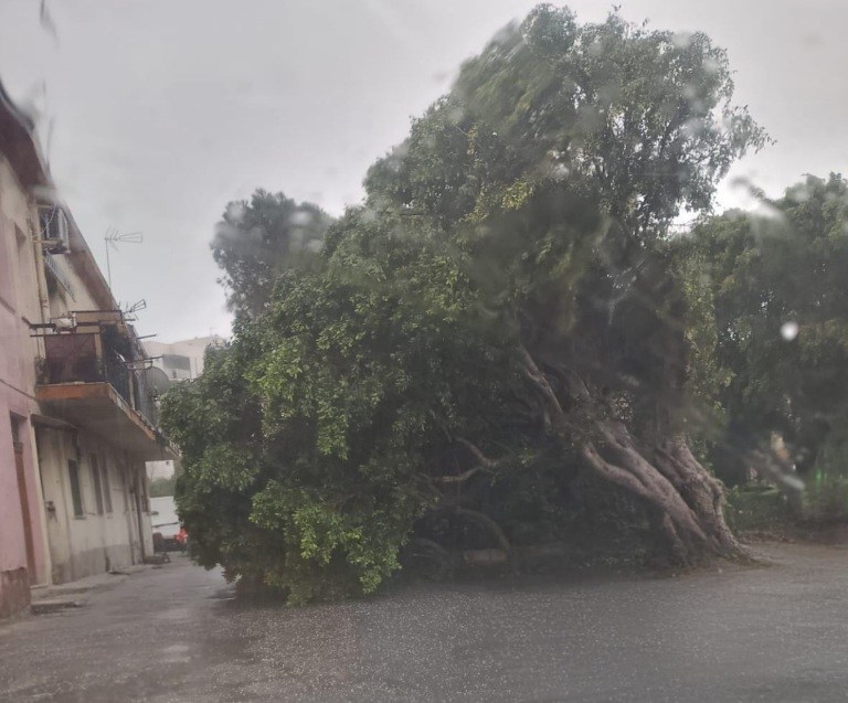 Maltempo a Reggio Calabria: albero crolla vicino alla scuola Passo Caracciolo