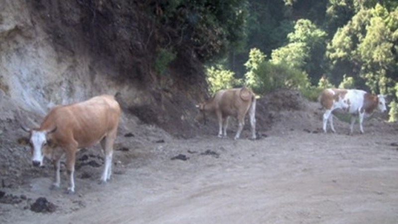 bovini vaganti