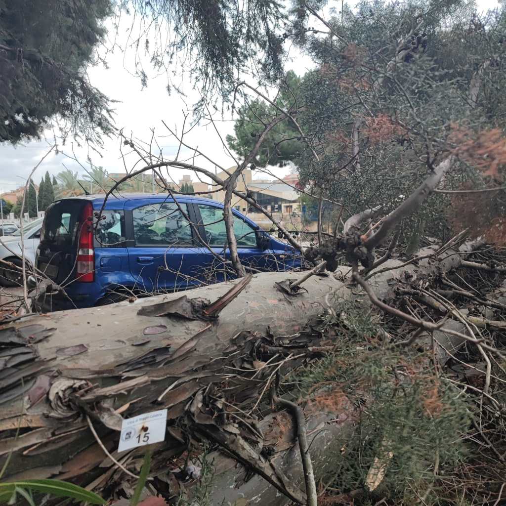 caduta albero via sila ()