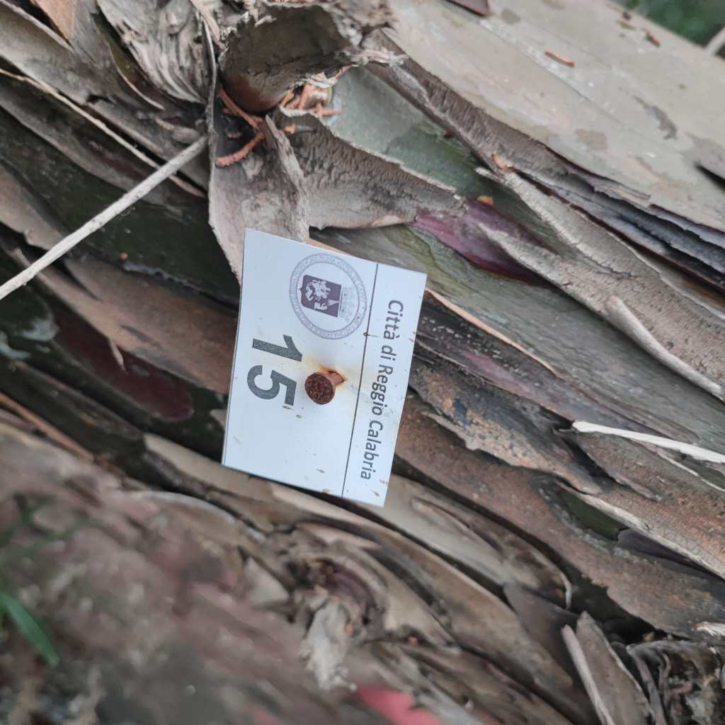 caduta albero via sila ()