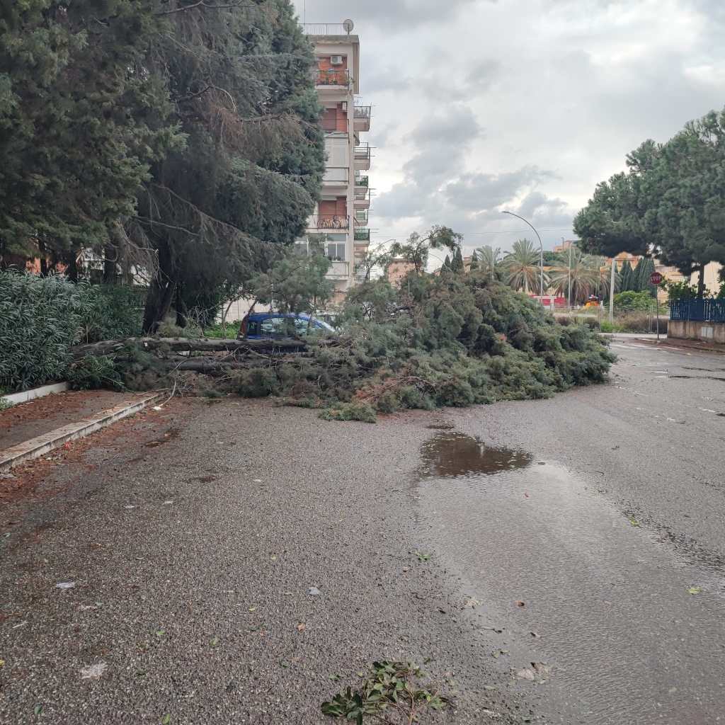 caduta albero via sila ()