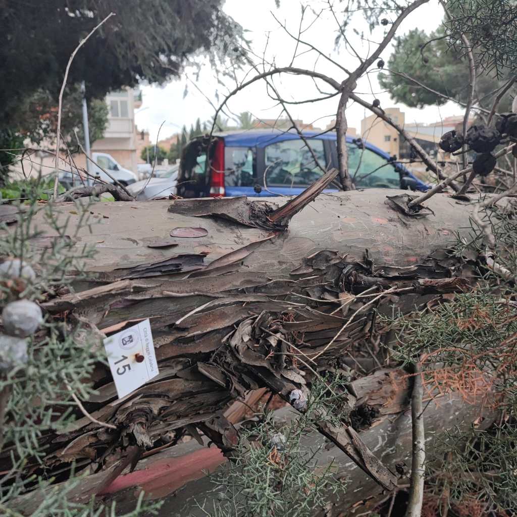 caduta albero via sila ()