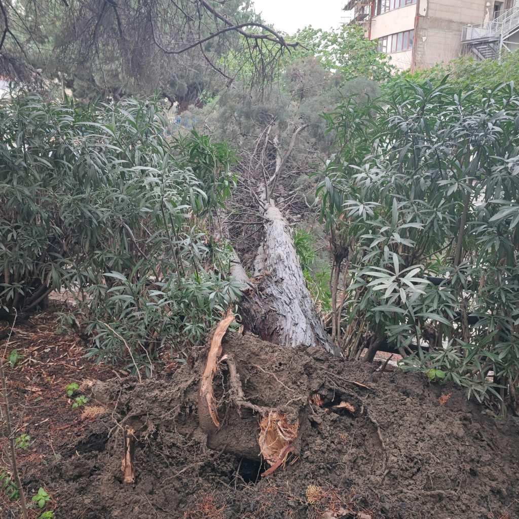 caduta albero via sila ()