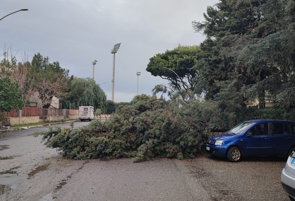 caduta albero via sila ()