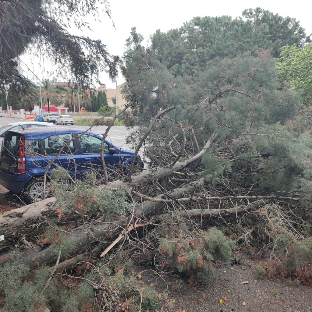 caduta albero via sila