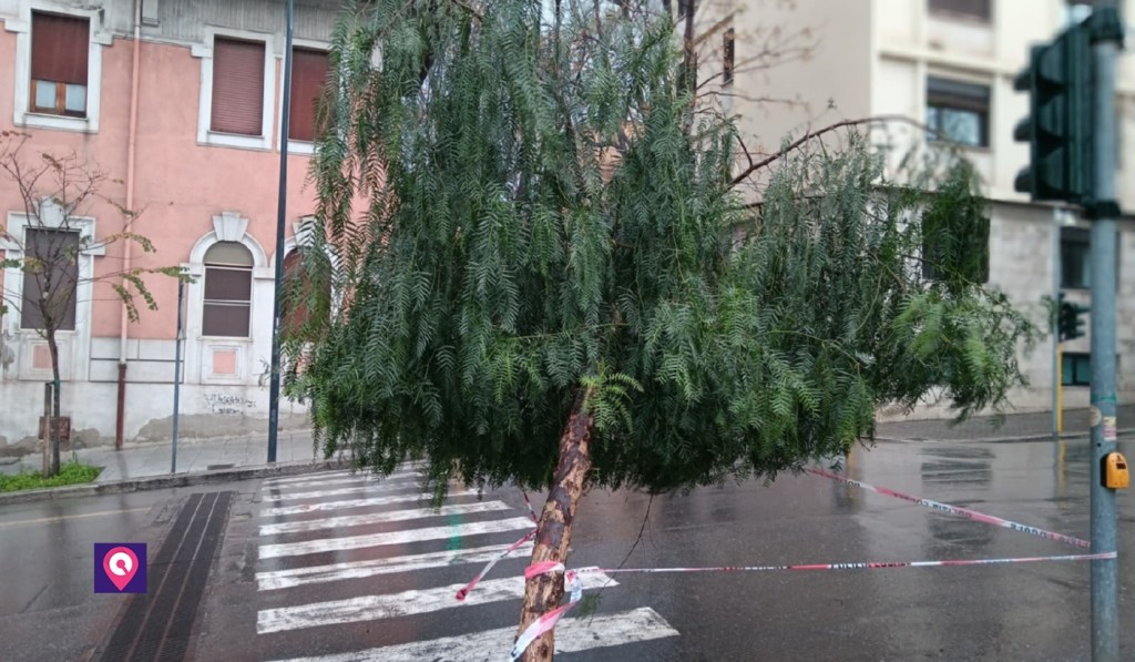 crollo albero piazza de nava reggio calabria ()