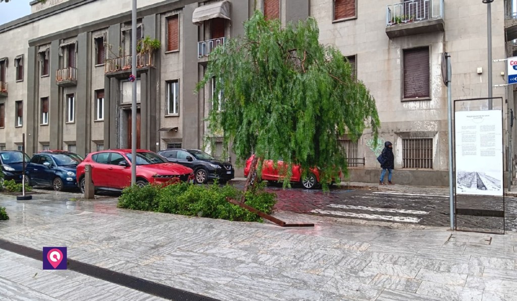 crollo albero piazza de nava reggio calabria ()