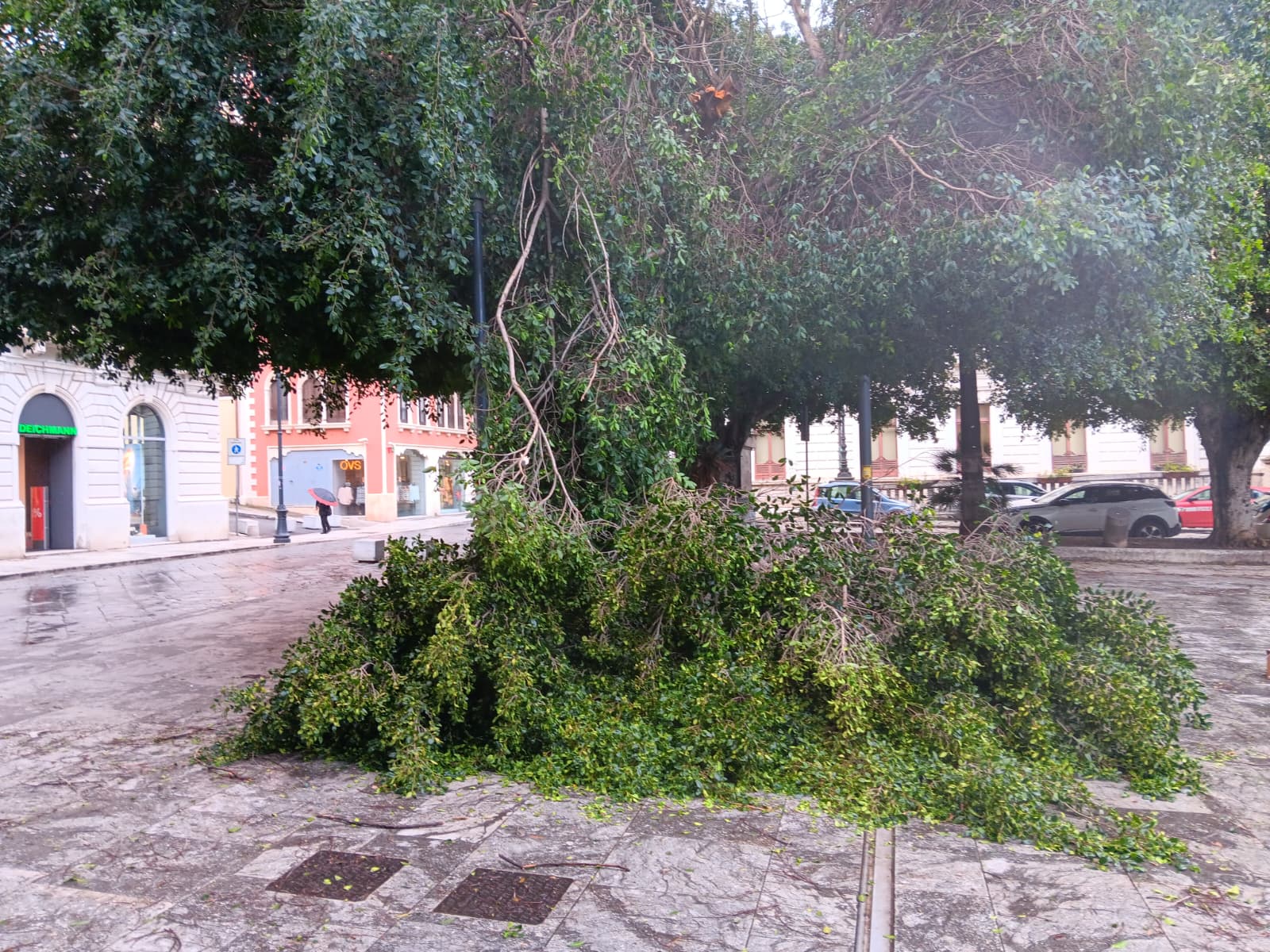 ramo albero caduto piazza italia