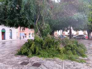 ramo albero caduto piazza italia