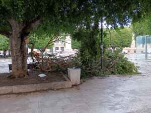 ramo albero caduto piazza italia