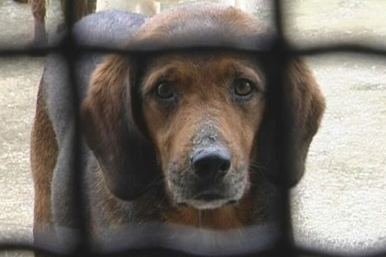 ‘Reggio, ECTA Calabria diffida l’ASP: ‘Ripristinare subito il servizio di accalappiamento cani’