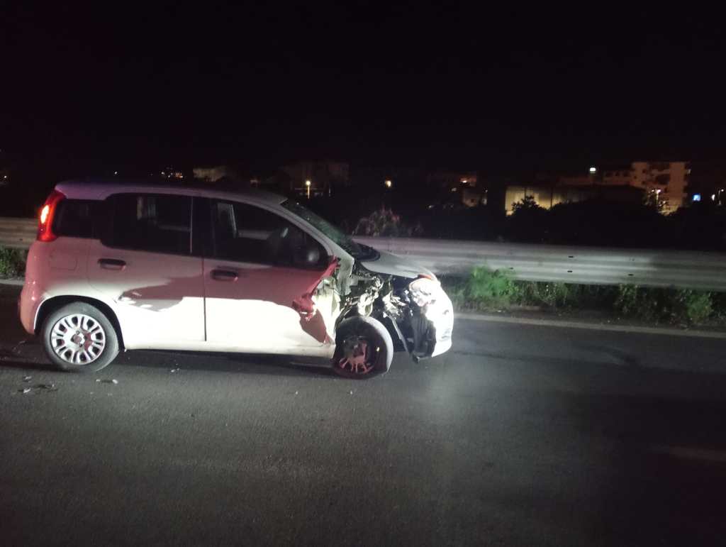 incidente gallico panda bianca