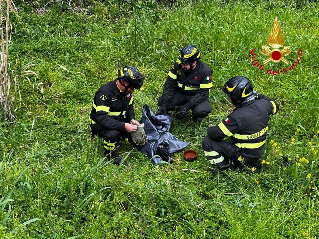 Cane travolto da un’auto: salvato dai Vigili del Fuoco