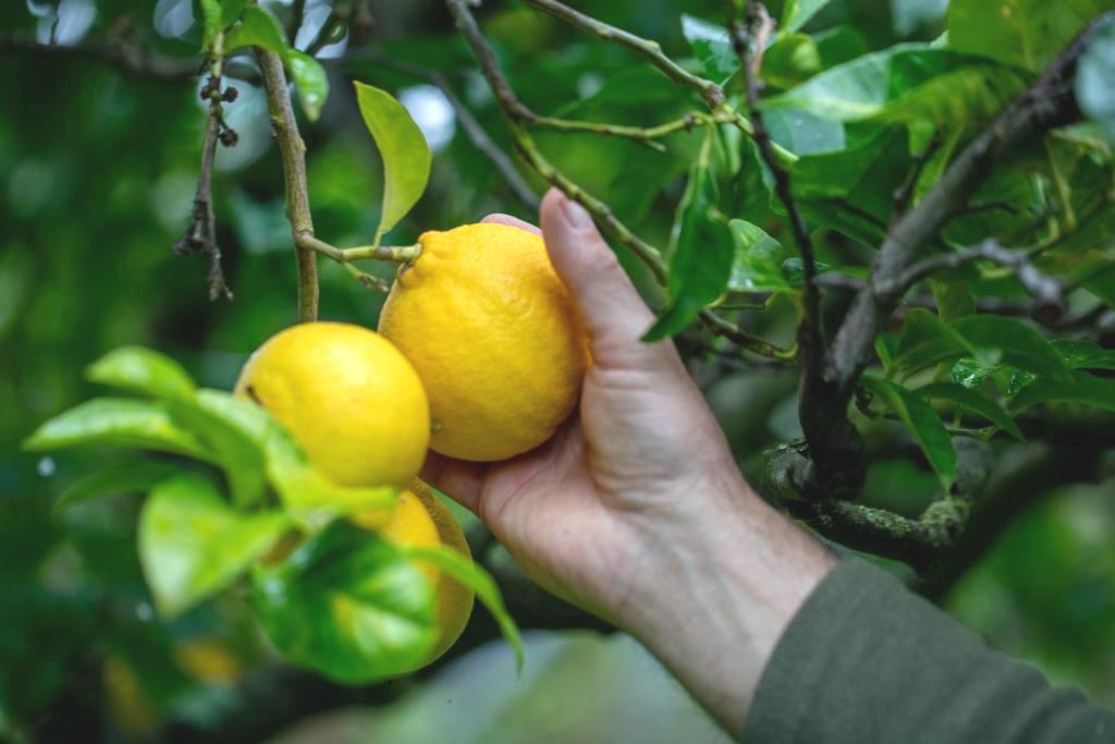 Raccolta manuale del bergamotto di Reggio Calabria