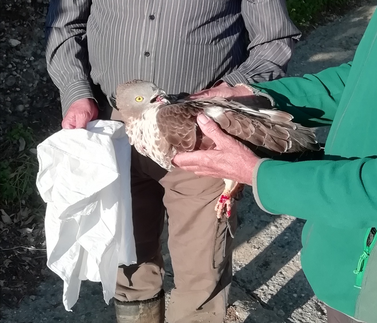 Soccorso al Falco Pecchiaiolo