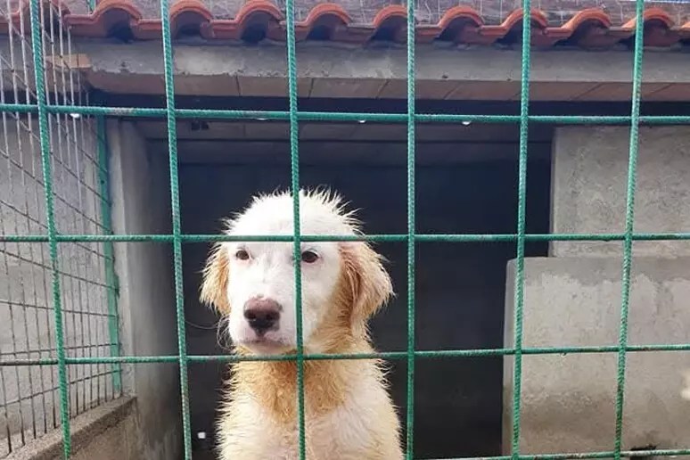 Canile di Mortara, Imbalzano: ‘Indignazione e sgomento. Ai volontari Dacci una zampa sia riconosciuto l’accesso’