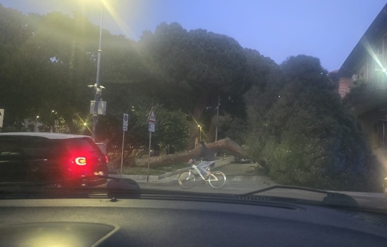 foto albero evidenza