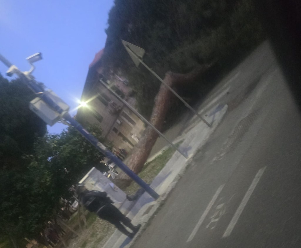 foto albero villetta santa caterina