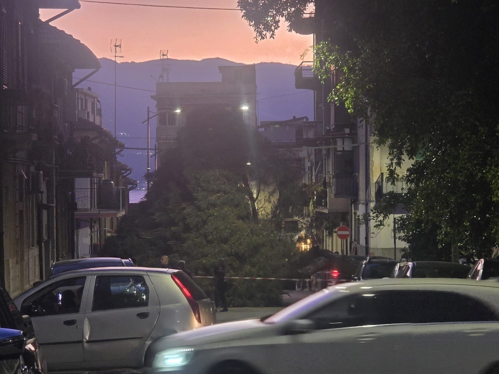 foto albero villetta santa caterina