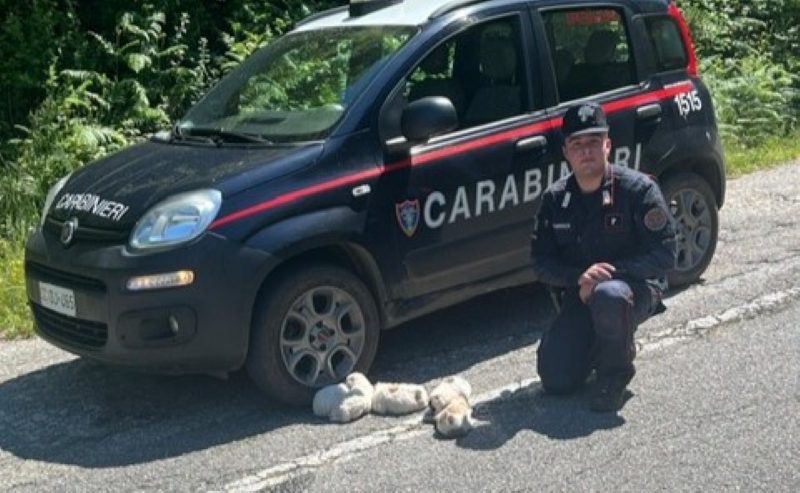 cuccioli carabinieri