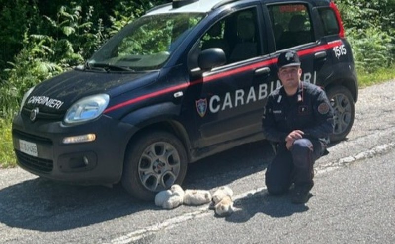 cuccioli carabinieri