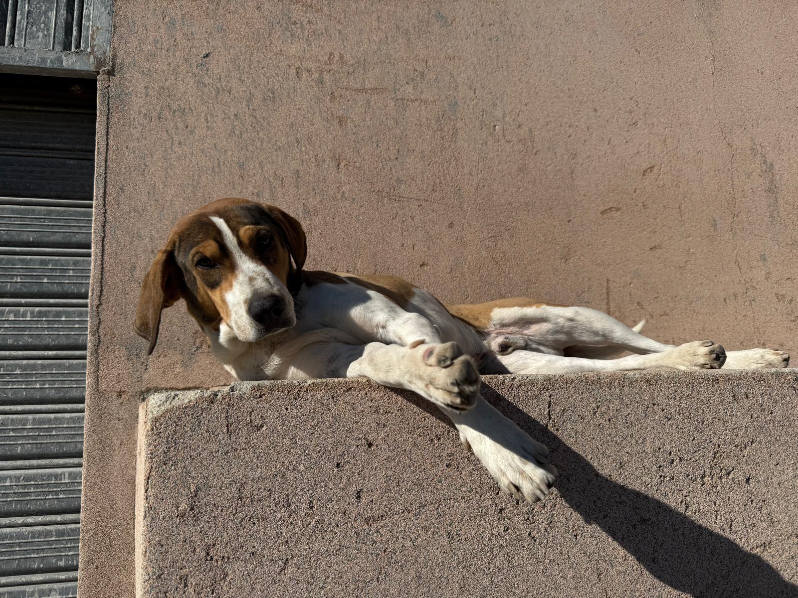 pasquale cane focà caulonia