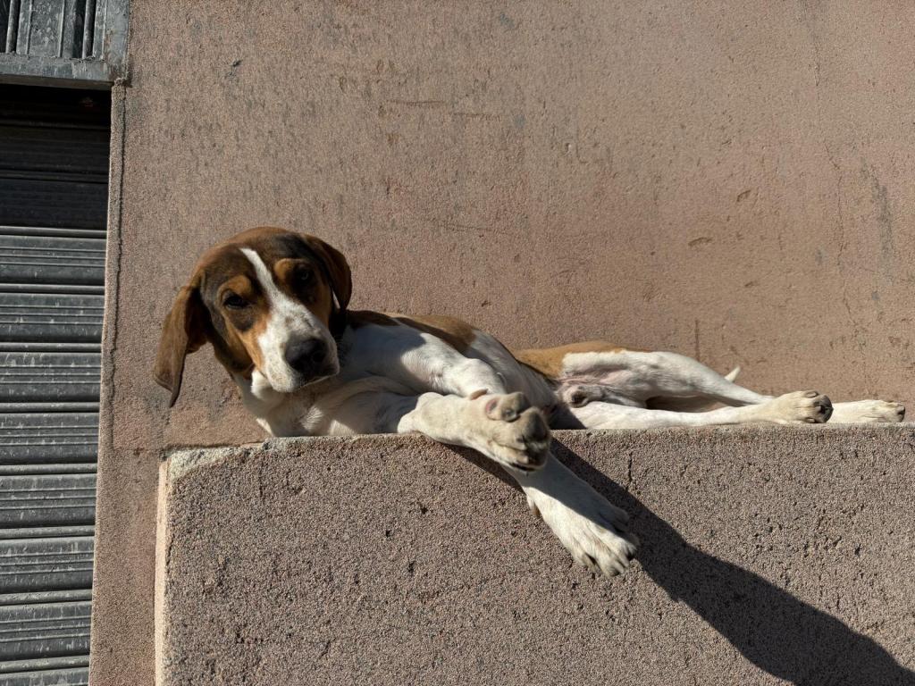 Caulonia, 7 cani avvelenati a Focà. Il vicesindaco  Maiolo: ‘Siano individuati subito i responsabili’