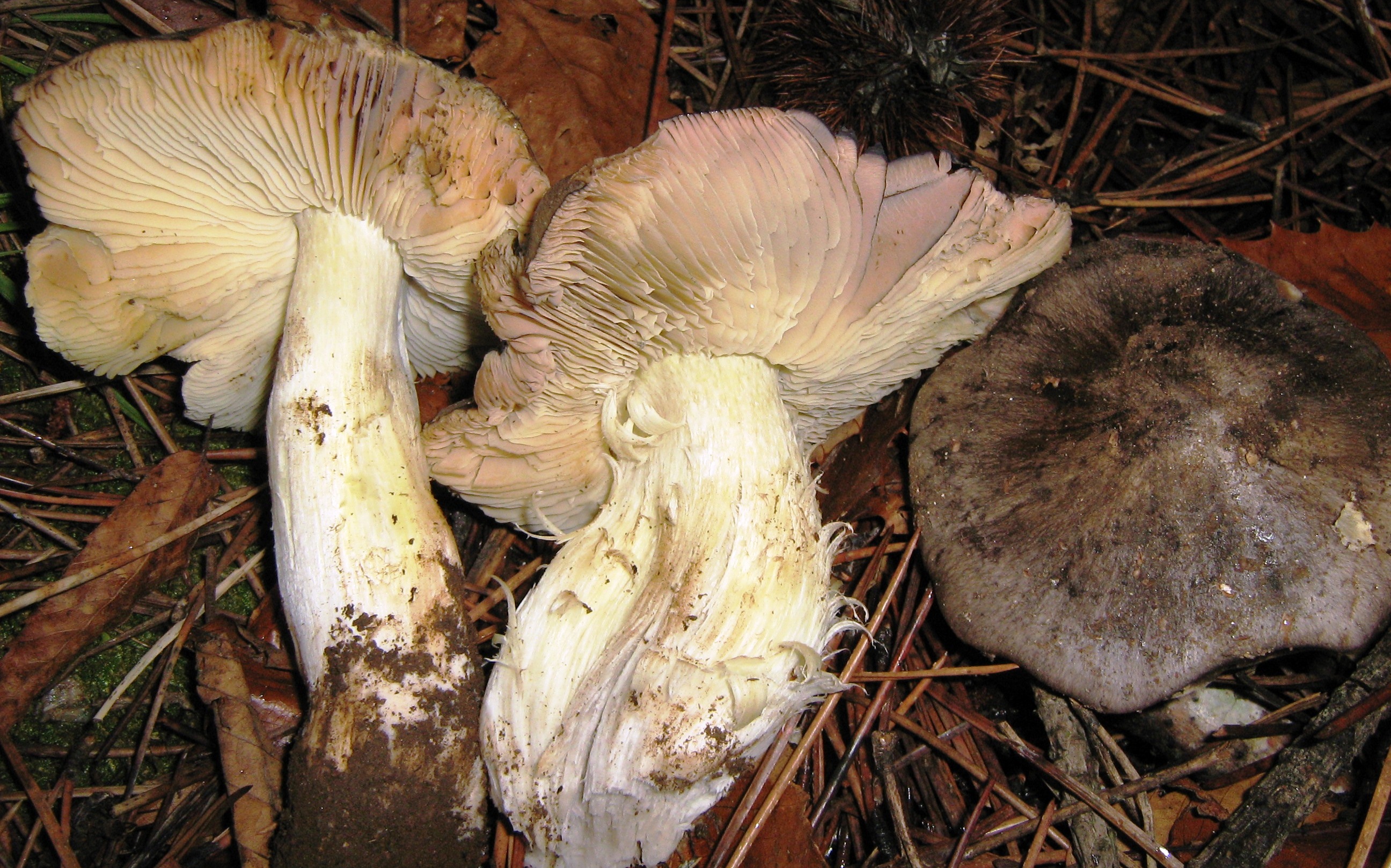 nuovo fungo aspromonte