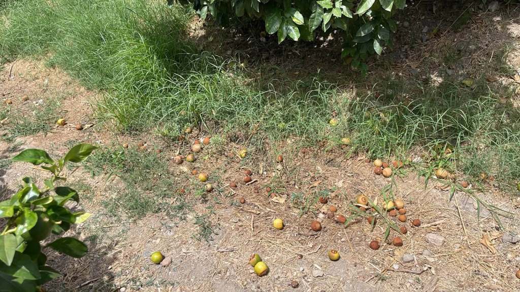 Bergamotto