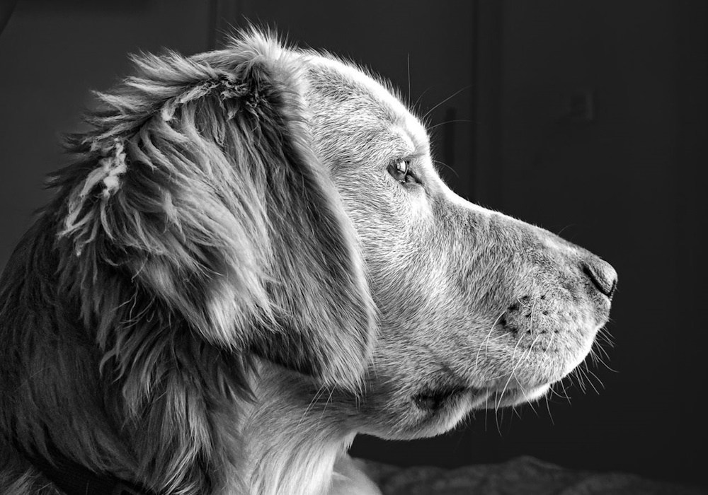 Ritratto cane