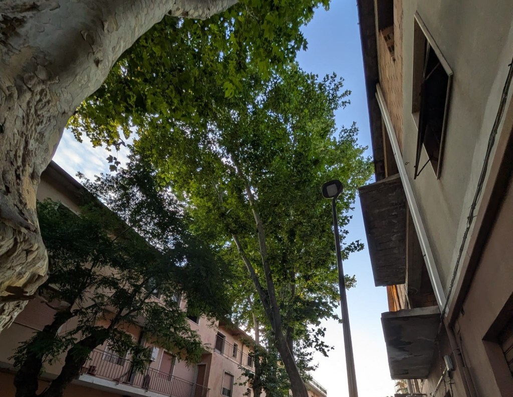Reggio, La Strada: ‘Platani secolari a Pellaro: si sospenda l’abbattimento e si apra un confronto’