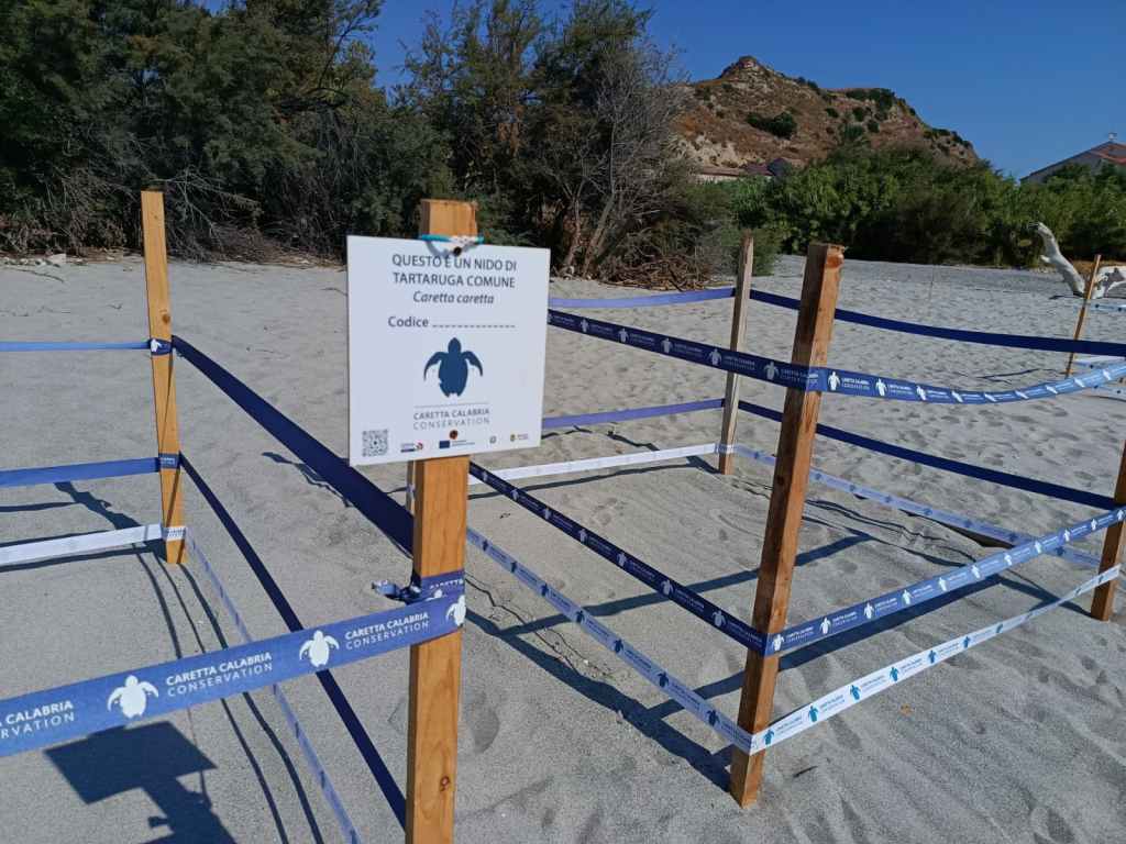 Capo Spartivento Caretta Caretta ()