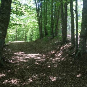 Biodiversità, l’Aspromonte protagonista al workshop transfrontaliero ‘Natures’