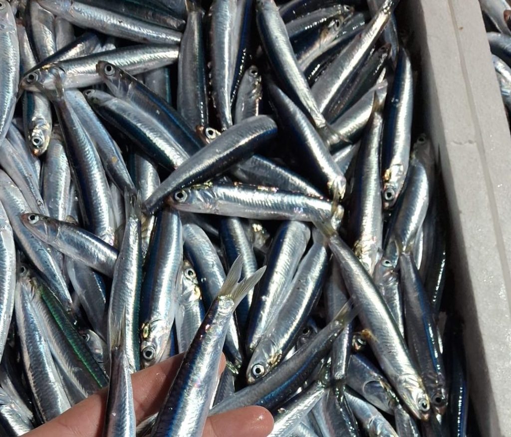 Pescheria Tamiro Reggio Calabria ()