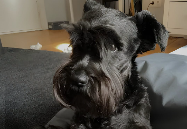 cane ucciso a pizzp