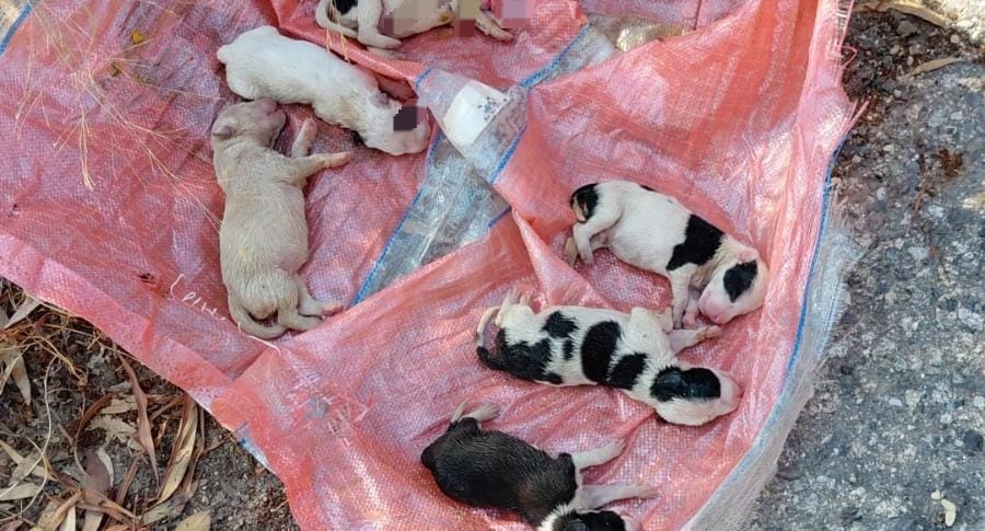 cuccioli morti caulonia