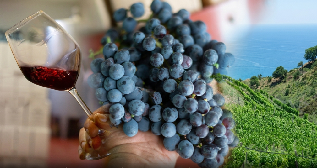 il mondo dei vini delle Terre di Reggio Calabria