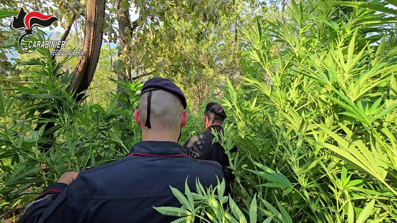 rosarno piantagione cannabis