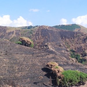 Incendi, Europa Verde lancia l’allarme: “Il territorio reggino è devastato”