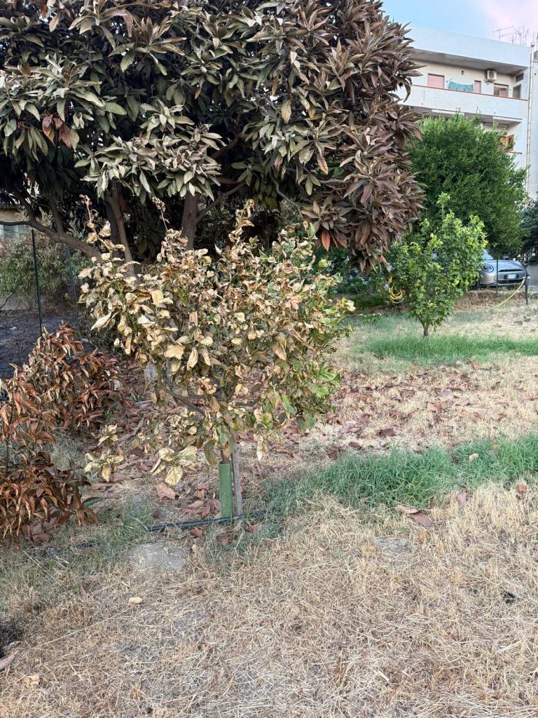 TERRENI INCOLTI REGGIO CALABRIA ()