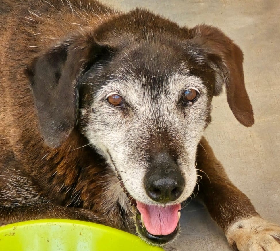 cane randagio canile