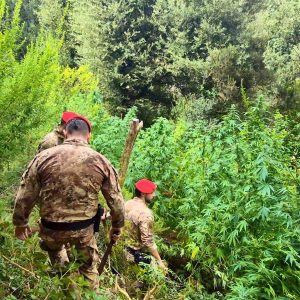 Marijuana nei boschi delle Preserre, piante per oltre un milione di euro: due arresti