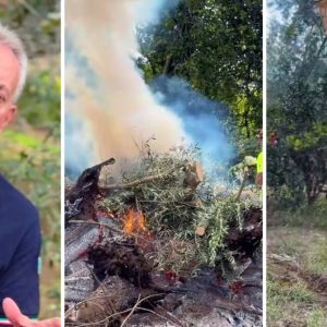 Xylella, a Taurianova partono le eradicazioni. Gallo: ‘Operazione necessaria’ – VIDEO
