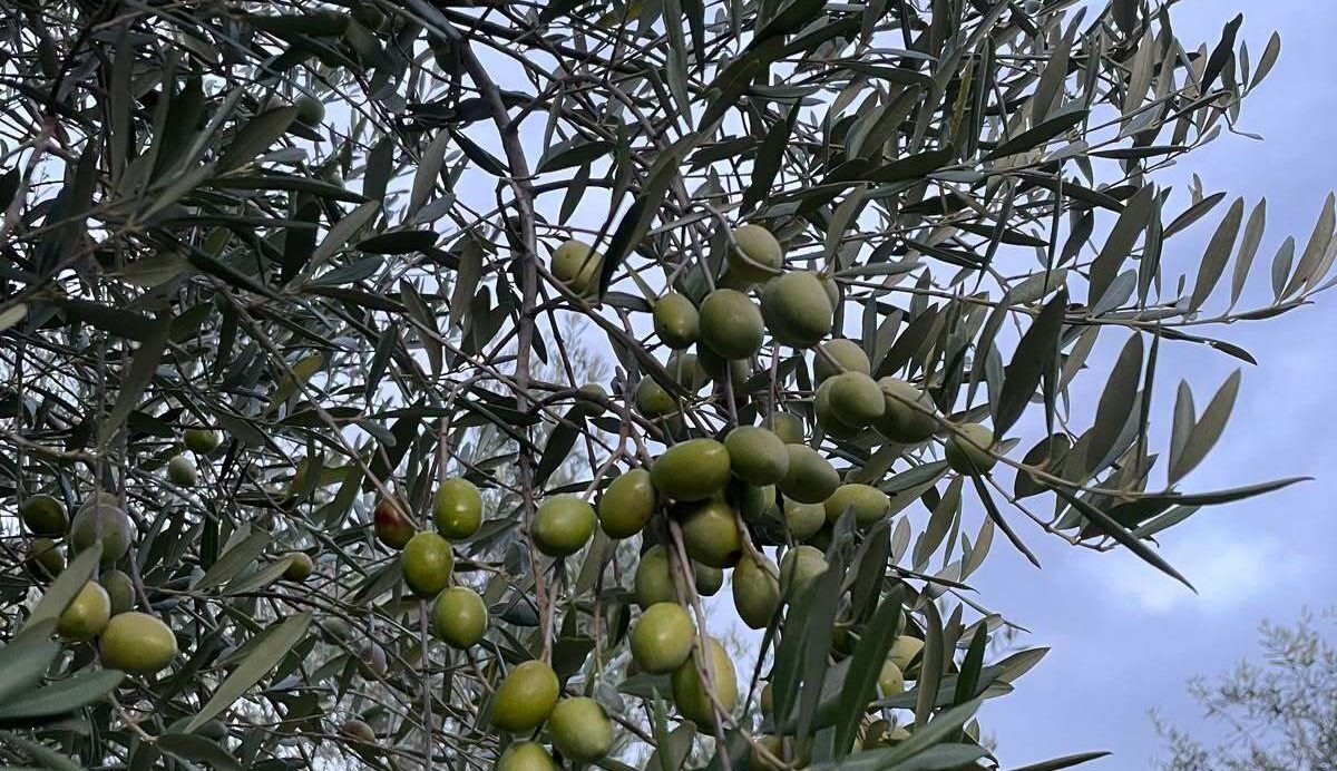 xylella
